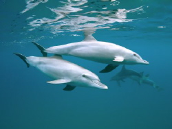 Speed. Indo Pacific Bottlenose dolphins on surface. by Jenny Strömvoll 